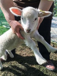 ピンクヒツジのなこ(那恋)ちゃん