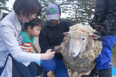 5月下旬の土日、羊の毛刈りイベントを開催します