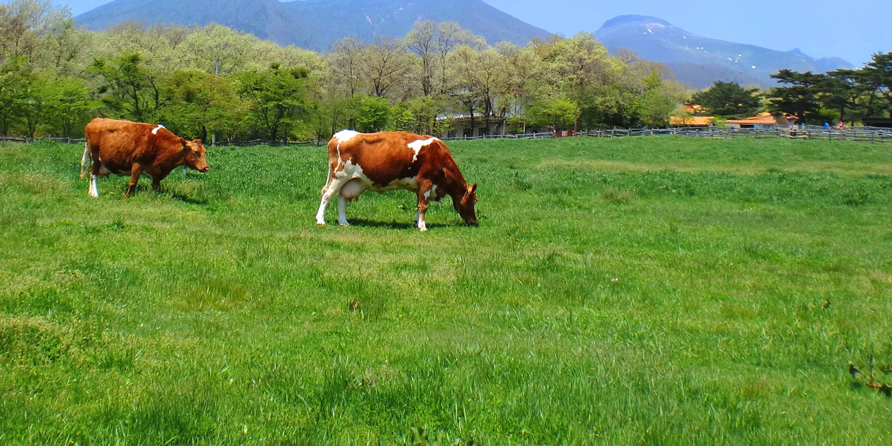 南ヶ丘牧場について 那須高原 南ヶ丘牧場ｌ栃木県那須町にある入場無料の観光牧場