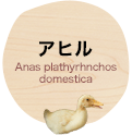 アヒル