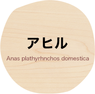 アヒル