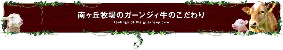 南ヶ丘牧場のガーンジィ牛のこだわり