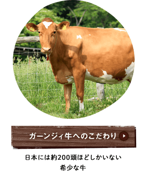 ガーンジィ牛へのこだわり 日本には約200頭ほどしかいない希少な牛