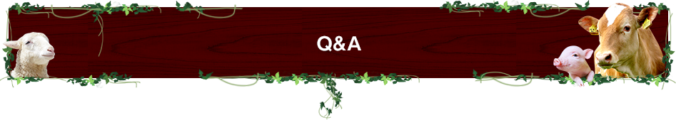 Q&A