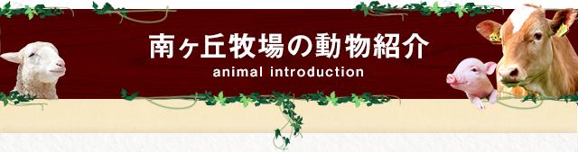 南ヶ丘牧場の動物紹介