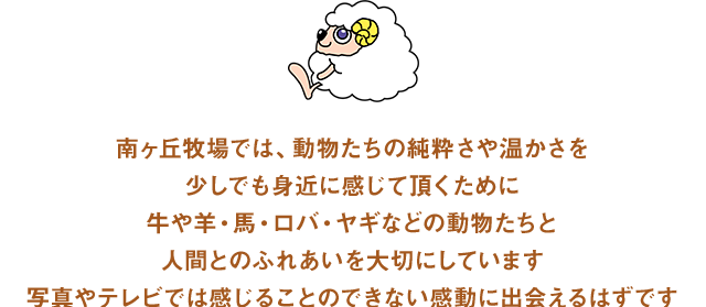 南ヶ丘牧場では、動物たちの純粋さや温かさを少しでも身近に感じて頂くために牛や羊・馬・ロバ・ヤギなどの動物たちと人間とのふれあいを大切にしています写真やテレビでは感じることのできない感動に出会えるはずです