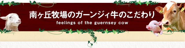 南ヶ丘牧場のガーンジィ牛のこだわり