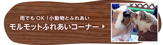 雨でもOK！小動物とふれあいモルモットふれあいコーナー