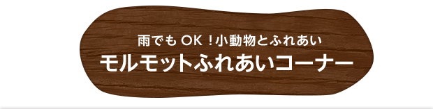 雨でもOK！小動物とふれあいモルモットふれあいコーナー