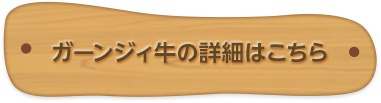 那須高原南ヶ丘牧場の特選牛乳は、ガーンジィ牛から搾られます ガーンジィ牛の詳細はこちら