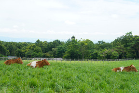 放牧場の牛5