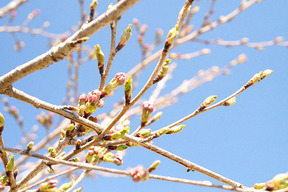 桜のつぼみ