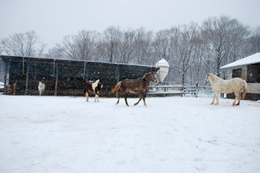 雪の馬舎