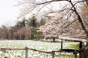 雪花