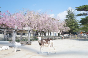 ふれあい広場の桜