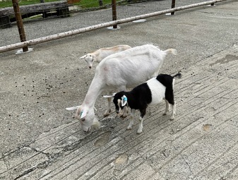 画像中央上
