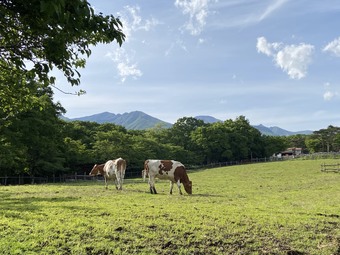 画像中央上