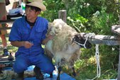 【終了】5/27～29　羊の毛刈り体験イベント